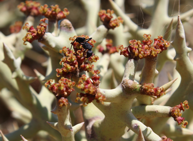 Eupho euphorbia stenoclada belalanda 2017 2