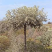 Le latex de Famata (Euphorbia stenoclada)