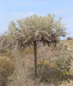Eupho euphorbia stenoclada small