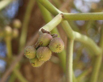Eupho euphorbia tirucalli belalanda 2017 2