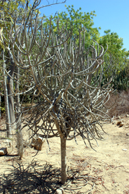 Euphorbia cedrorum small