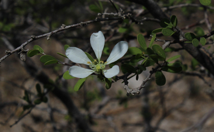 Fabac bauhinia smal
