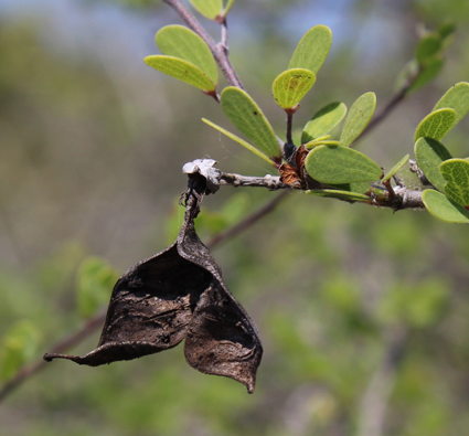 Fabac bauhinia smal2