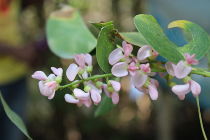 Fabac derris trifoliata smal2