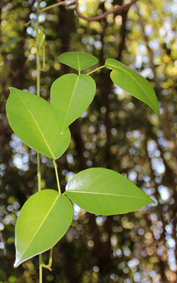 Fabac derris trifoliata small 1