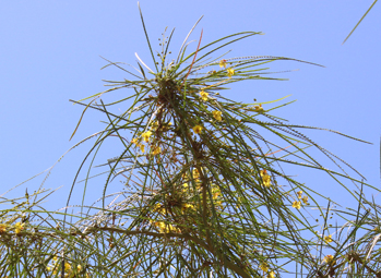 Fabac parkinsonia aculeata small 2017 2