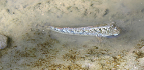 Faune periophtalme