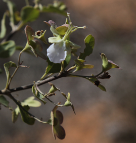 Lamia karomia microphylla belalanda decharge small