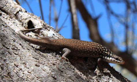 Lezard arboretum small