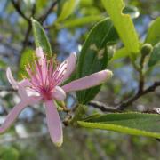 Parmi les Malvaceae, un genre est très présent dans le sud-ouest de Madagascar et sa fleur est caractéristique, ce genre c'est...?