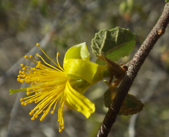 Les Grewia (Malvaceae)
