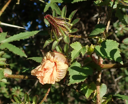 Malva hibiscus surattensis lsmall