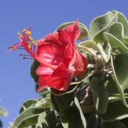 Quel est l'usage principal du somontsoy (genre Megistostegium, Malvaceae)?)
