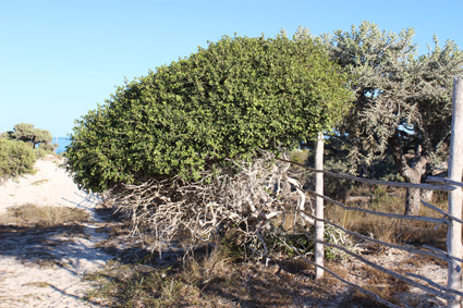 Ficus menabeensis
