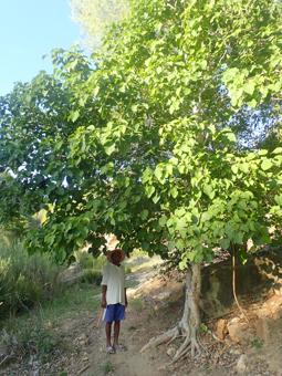 Ficus pachyclada - Ampale