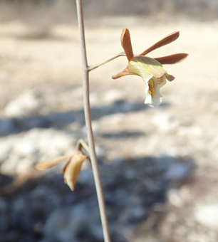 Orchi eulophia filifolia small