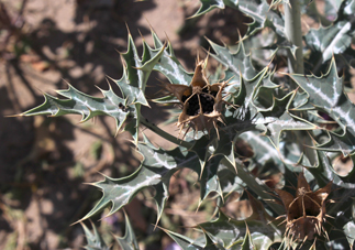 Papav argemone mexicana smal 5