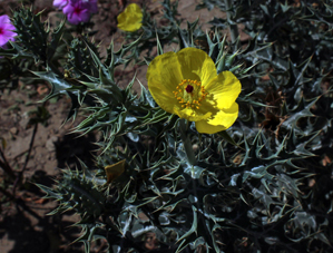 Papav argemone mexicana smal