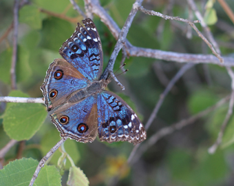 Papillon bleusmall