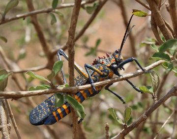 Phymateus saxosus belalanda decharge criquet small