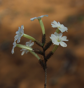 Plumb plumbago aphylla belalanda small