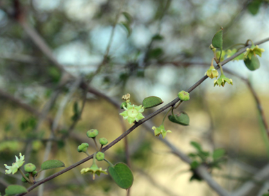 Rhamn helinus brevipes small