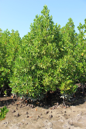 Rhizo bruguiera gymnorhiza smal2