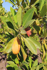 Rhizo bruguiera gymnorhiza smal3