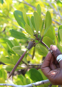 Rhizo ceriops tagalsmal3