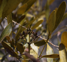 Rubia coptosperma balahazo small