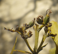 Rubia coptosperma balahazosmal