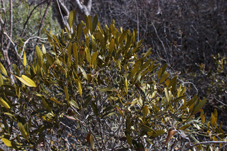 Rubia coptosperma small