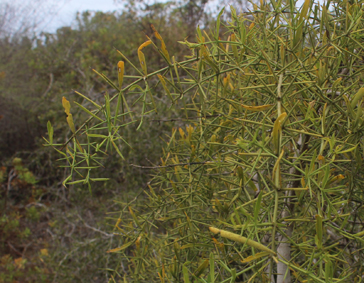 Salva azima tetracantha small