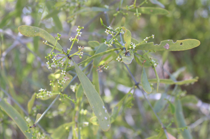 Salva salvadora angustifolia small