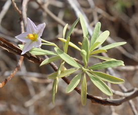 Solan solanum heinianum small