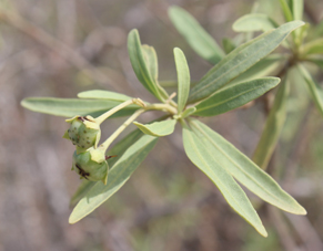 Solan solanum heinianum small2