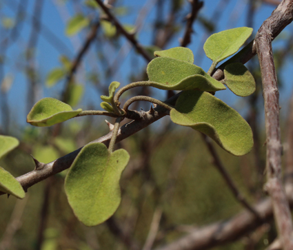 Solan solanum toliaraea small
