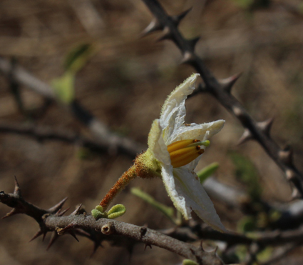 Solan solanum toliaraea small3