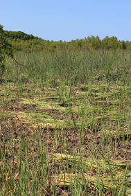 Typha typha domingensis small