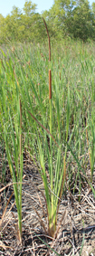 Typha typha domingensis small3