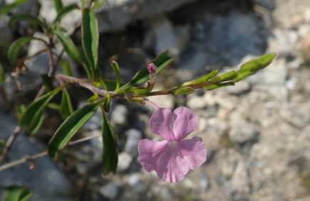 Verbena chascanum humbertii table small